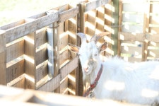 염소한마리, 염소, 동물농장, 흰동물, 동물원, 사진,이미지,일러스트,캘리그라피 - Nkej3370작가 크라우드픽 - 저작권 걱정 없는 상업용 이미지