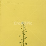 벽, 들꽃, yellow, flower, 노랑, 사진,이미지,일러스트,캘리그라피 - mjpage작가 크라우드픽 - 저작권 걱정 없는 상업용 이미지