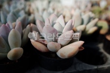 다육식물, 다육이, 반려식물, 식물, 원예, 사진,이미지,일러스트,캘리그라피 - 셔터꾹작가 크라우드픽 - 저작권 걱정 없는 상업용 이미지