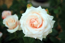 장미, 꽃, flower, 장미꽃, rose, 사진,이미지,일러스트,캘리그라피 - 곰양갱작가 크라우드픽 - 저작권 걱정 없는 상업용 이미지