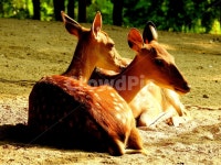 동물, 사슴, animal, deer, 목장, 사진,이미지,일러스트,캘리그라피 - 신도봉산작가 크라우드픽 - 저작권 걱정 없는 상업용 이미지