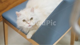 고양이, 야옹이, 야옹, 길고양이, 집고양이, 사진,이미지,일러스트,캘리그라피 - HGV작가 크라우드픽 - 저작권 걱정 없는 상업용 이미지
