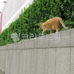 고양이, 길냥이, 산책, 담벼락, 담, 사진,이미지,일러스트,캘리그라피 - YJL작가 크라우드픽 - 저작권 걱정 없는 상업용 이미지