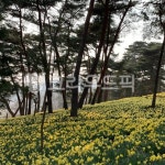 서산, 유기방가옥, 수선화, 군락지, 자연, 사진,이미지,일러스트,캘리그라피 - 만도사작가 크라우드픽 - 저작권 걱정 없는 상업용 이미지