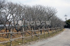 모감주나무, 모감주나무군락지, 태안안면도모감주나무군락, 방포해수욕장, 방풍림, 사진,이미지,일러스트,캘리그라피 - Deep bLUE작가... 