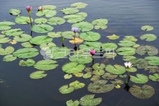 연, 수련, 연꽃, 연잎, 연못, 사진,이미지,일러스트,캘리그라피 - Deep bLUE작가 크라우드픽 - 저작권 걱정 없는 상업용 이미지