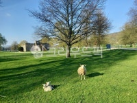 양, 잔디, 농장, 자연, sheep, 사진,이미지,일러스트,캘리그라피 - G Kim작가 크라우드픽 - 저작권 걱정 없는 상업용 이미지
