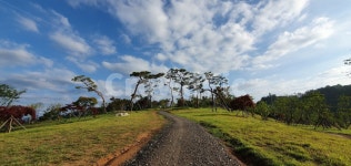 하늘, 구름, 진주, 소나무, 동산, 사진,이미지,일러스트,캘리그라피 - Nzionh264작가 크라우드픽 - 저작권 걱정 없는 상업용 이미지