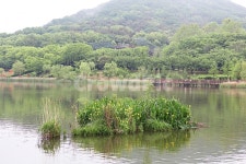 인천대공원, 호수, 식물, 자연, 풍경, 사진,이미지,일러스트,캘리그라피 - 함께사는세상작가 크라우드픽 - 저작권 걱정 없는 상업용 이미지