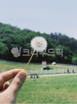 한여름, 목장, 민들레, 꽃, 레트로, 사진,이미지,일러스트,캘리그라피 - ChanieePPP작가 크라우드픽 - 저작권 걱정 없는 상업용 이미지