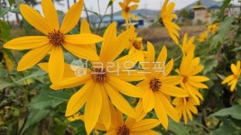 돼지감자, 돼지감자꽃, 뚱단지, 뚱단지꽃, plant, 사진,이미지,일러스트,캘리그라피 - Nkhd0192작가 크라우드픽 - 저작권 걱정 없는 상업용... 