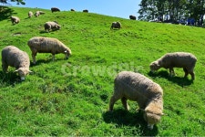 대관령, 양떼목장, 대관령양떼목장, grassland, 목초지, 사진,이미지,일러스트,캘리그라피 - 영산공작가 크라우드픽 - 저작권 걱정 없는 상업용... 