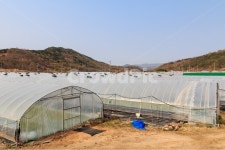 비닐하우스, 온실, 경작, 농장, 경관, 사진,이미지,일러스트,캘리그라피 - sinsy작가 크라우드픽 - 저작권 걱정 없는 상업용 이미지