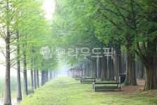 메타세쿼이아길, 오솔길, 아름다운길, 빛내림, 가로수, 사진,이미지,일러스트,캘리그라피 - pandora4077작가 크라우드픽 - 저작권 걱정 없는... 