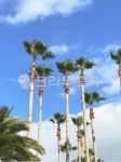 제주도풍경, 팜트리, palmtree, 여름풍경, 하늘, 사진,이미지,일러스트,캘리그라피 - 몬작작가 크라우드픽 - 저작권 걱정 없는 상업용 이미지