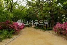 창경궁, 산책, 산책로, 서울, 종로구, 사진,이미지,일러스트,캘리그라피 - imlover작가 크라우드픽 - 저작권 걱정 없는 상업용 이미지