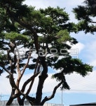 나무, tree, 나무줄기, 소나무, 하늘, 사진,이미지,일러스트,캘리그라피 - ddryy1028작가 크라우드픽 - 저작권 걱정 없는 상업용 이미지