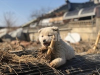 강아지, 개, 진돗개, 시골강아지, 동물, 사진,이미지,일러스트,캘리그라피 - 낭니작가 크라우드픽 - 저작권 걱정 없는 상업용 이미지