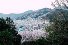 부산, 산복도로, 부산산복도로, 집, 벚꽃, 사진,이미지,일러스트,캘리그라피 - 기억의 온도작가 크라우드픽 - 저작권 걱정 없는 상업용 이미지