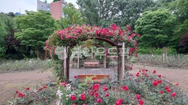 garden, 정원, outdoors, 옥외, 장미, 사진,이미지,일러스트,캘리그라피 - 한종작가 크라우드픽 - 저작권 걱정 없는 상업용 이미지