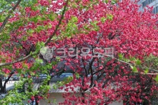 꽃, 나무, flower, tree, leaf, 사진,이미지,일러스트,캘리그라피 - joyfulharu작가 크라우드픽 - 저작권 걱정 없는 상업용 이미지