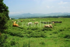 소, 목장, 소목장, 한우, 가축, 사진,이미지,일러스트,캘리그라피 - 프리이미지작가 크라우드픽 - 저작권 걱정 없는 상업용 이미지