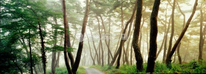 소나무, 아침, 파노라마, 숲속, vegetation, 사진,이미지,일러스트,캘리그라피 - Nepoto1작가 크라우드픽 - 저작권 걱정 없는 상업용 이미지
