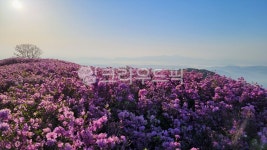 황매산골유흥주점 | 황매산철쭉, 합천, 황매산, 철쭉, 산그리메, 사진,이미지,일러스트,캘리그라피 - 자연사랑작가 크라우드픽 - 저작권 걱정 없는 상업용 이미지