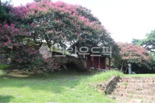 포충사, 백일홍, 배롱나무꽃, 잔디밭, 그린, 사진,이미지,일러스트,캘리그라피 - 언제나민들레작가 크라우드픽 - 저작권 걱정 없는 상업용 이미지