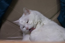 고양이, 반려동물, 그루밍, 흰고양이, 터키쉬앙고라, 사진,이미지,일러스트,캘리그라피 - N4cathouse작가 크라우드픽 - 저작권 걱정 없는... 