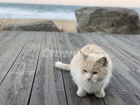 고양이, 강릉, 경포해변, 길고양이, 바다, 사진,이미지,일러스트,캘리그라피 - mingug작가 크라우드픽 - 저작권 걱정 없는 상업용 이미지