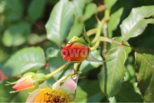 감성사진, 자연, 하늘, 꽃, 장미, 사진,이미지,일러스트,캘리그라피 - 만다링랜드작가 크라우드픽 - 저작권 걱정 없는 상업용 이미지