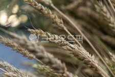 보리, 이삭, 수확, 유기농농장, 황금색, 사진,이미지,일러스트,캘리그라피 - Jgdanwoo작가 크라우드픽 - 저작권 걱정 없는 상업용 이미지