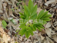 봉삼, 봉황삼, 백선, 풀, 약초, 사진,이미지,일러스트,캘리그라피 - Nkhd0192작가 크라우드픽 - 저작권 걱정 없는 상업용 이미지