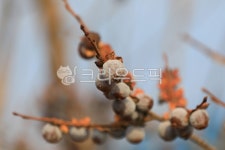 고염나무열매, 작은감, 열매, 감, 식물, 사진,이미지,일러스트,캘리그라피 - comme작가 크라우드픽 - 저작권 걱정 없는 상업용 이미지