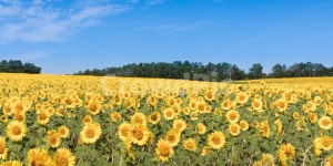 해바라기, 해바라기꽃, 선플라워, sunflower, 꽃, 사진,이미지,일러스트,캘리그라피 - 월인천강작가 크라우드픽 - 저작권 걱정 없는 상업용 이미지