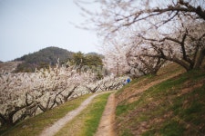 봄, 매화, 꽃, 농장, 자연, 사진,이미지,일러스트,캘리그라피 - sangminisnap작가 크라우드픽 - 저작권 걱정 없는 상업용 이미지