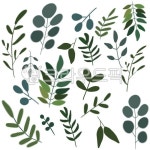 plant, 잎, leaf, 식물, 이파리나뭇잎, 사진,이미지,일러스트,캘리그라피 - cherryjeny작가 크라우드픽 - 저작권 걱정 없는 상업용 이미지