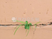 풀, 벽, wall, 생명력, 강인한생명력, 사진,이미지,일러스트,캘리그라피 - dalgona작가 크라우드픽 - 저작권 걱정 없는 상업용 이미지