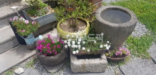 정원, 가꾸기, 꽃, 야생화, 한국, 사진,이미지,일러스트,캘리그라피 - 앨리작가 크라우드픽 - 저작권 걱정 없는 상업용 이미지