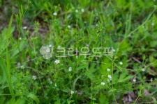 무당벌레, 곤충, 풀숲, 자연, 생태, 사진,이미지,일러스트,캘리그라피 - Aden Vale작가 크라우드픽 - 저작권 걱정 없는 상업용 이미지