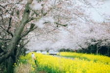 봄, 계절, 봄꽃, 유채꽃, 벚꽃, 사진,이미지,일러스트,캘리그라피 - JackyPhoto작가 크라우드픽 - 저작권 걱정 없는 상업용 이미지