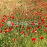 flower, 꽃, 봄, 양귀비, 빨간색, 사진,이미지,일러스트,캘리그라피 - 눈누눈작가 크라우드픽 - 저작권 걱정 없는 상업용 이미지