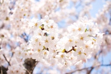 벚꽃, 봄, 봄꽃, 꽃, 핑크꽃, 사진,이미지,일러스트,캘리그라피 - RootKIng작가 크라우드픽 - 저작권 걱정 없는 상업용 이미지