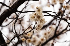 매화, 매화꽃, 매실꽃, 백매화, 흰매화, 사진,이미지,일러스트,캘리그라피 - mooakjae작가 크라우드픽 - 저작권 걱정 없는 상업용 이미지