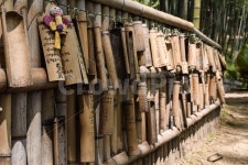 대나무, 맹종죽, 죽순, 나무, 식물 사진, 이미지 - lwonho1231작가 가장 한국적인 스톡 사진 - 크라우드픽