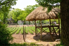 원두막, 과수원, 식물, 나무, 수박밭, 사진,이미지,일러스트,캘리그라피 - 헝그리작가작가 크라우드픽 - 저작권 걱정 없는 상업용 이미지