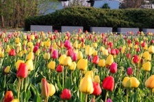 튤립, 튜울립, 꽃, 식물, 튤립꽃, 사진,이미지,일러스트,캘리그라피 - 청랑작가 크라우드픽 - 저작권 걱정 없는 상업용 이미지