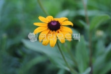 꽃, 루드베키아, 들꽃, 여름꽃, 들판, 사진,이미지,일러스트,캘리그라피 - Nleesk3709작가 크라우드픽 - 저작권 걱정 없는 상업용 이미지