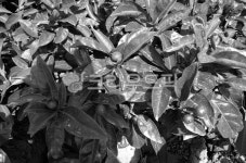 귤, 제주, 여름귤, 흑백, 귤나무, 사진,이미지,일러스트,캘리그라피 - Nunifiedtribe작가 크라우드픽 - 저작권 걱정 없는 상업용 이미지